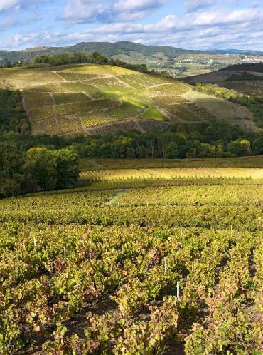 Vignes du beaujolais