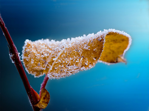 Feuille gelée