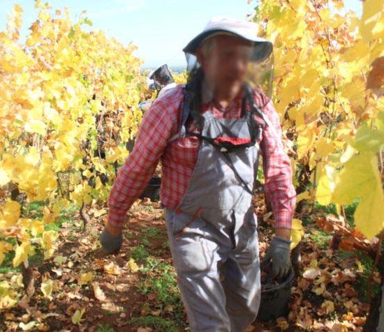 Apiculteur dans un vignoble