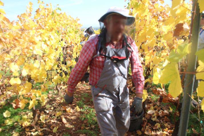 Apiculteur dans un vignoble