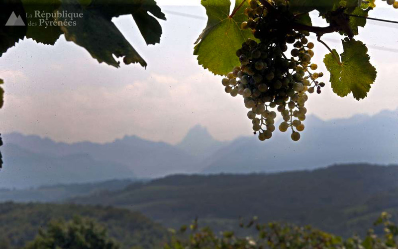 Vin du Béarn