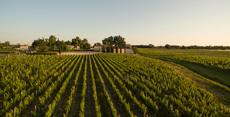 Vignoble de Bordeaux