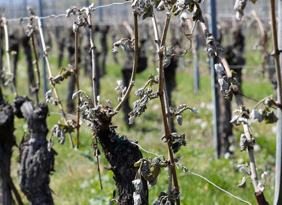 En 2016 et 2017, le gel a coûté 25 millions d'euros aux viticulteurs de l'AOC Chinon © Maxppp - Maxppp