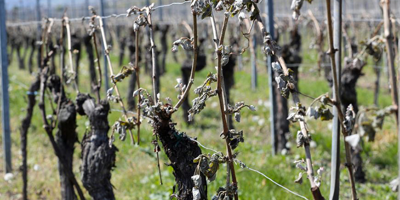En 2016 et 2017, le gel a coûté 25 millions d'euros aux viticulteurs de l'AOC Chinon © Maxppp - Maxppp