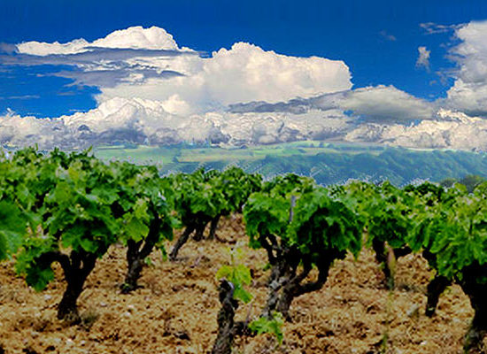 Vignoble du Haut-Poitou