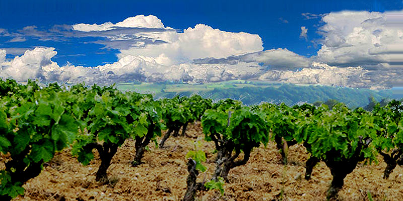 Vignoble du Haut-Poitou