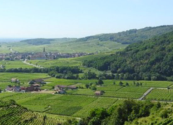 En Alsace, mais aussi en Bourgogne et Champagne, les AOC cherchent à limiter le plus strictement les plantations de vins sans IG. Mais l'administration met en avant le droit communautaire.