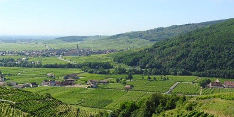 En Alsace, mais aussi en Bourgogne et Champagne, les AOC cherchent à limiter le plus strictement les plantations de vins sans IG. Mais l'administration met en avant le droit communautaire.
