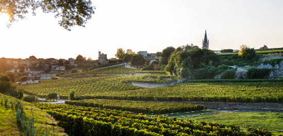 Cépages Saint Emilion