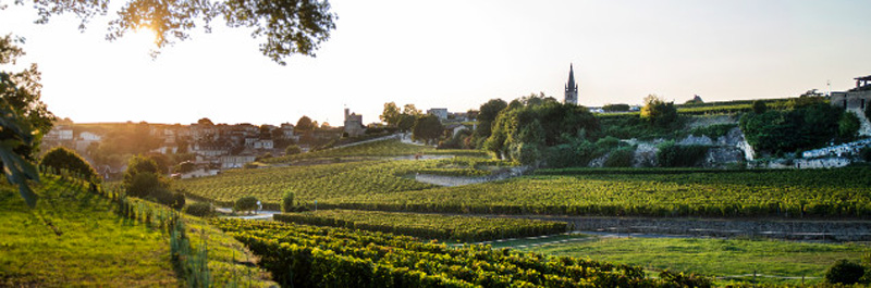 Cépages Saint Emilion