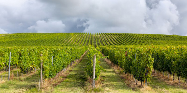 Vignes de Bordeaux