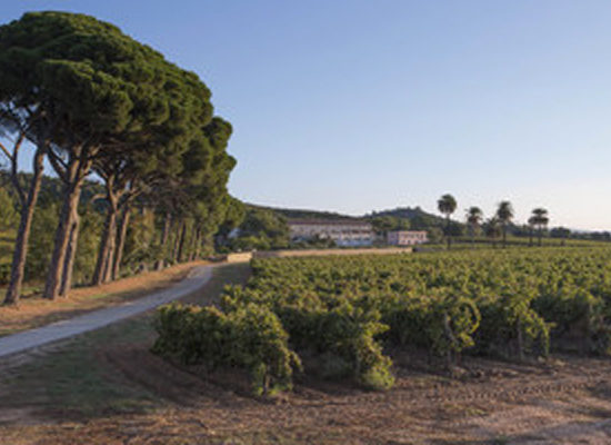 Vignes du Château du Galoupet