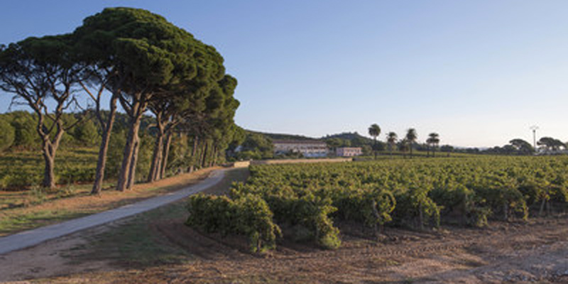 Vignes du Château du Galoupet