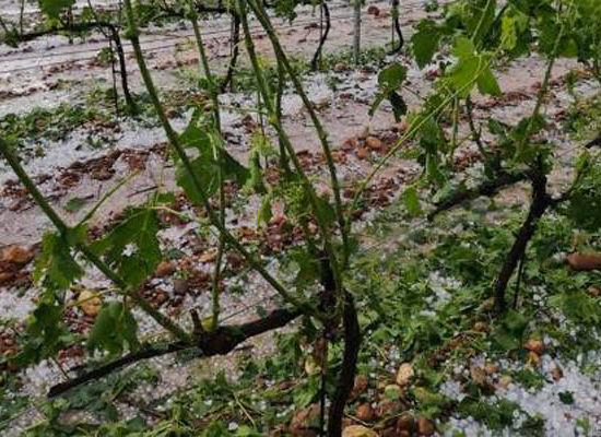 Dégâts de la grêle sur les vignes