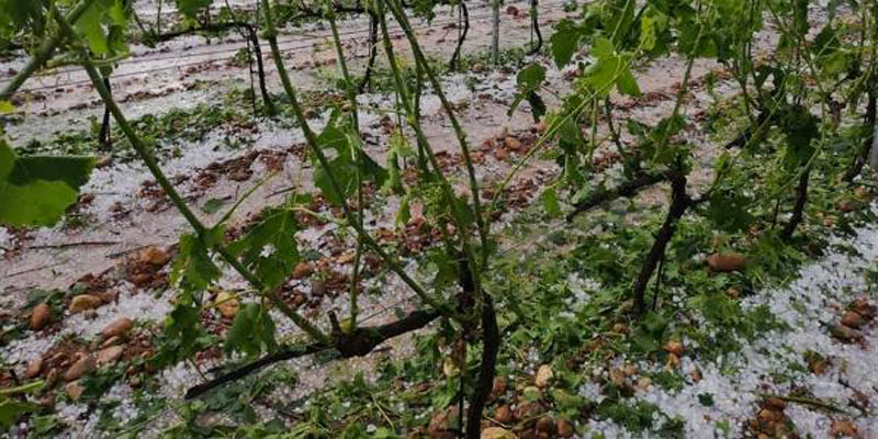 Dégâts de la grêle sur les vignes