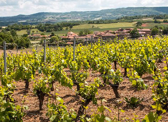 Vigne de vins volcaniques