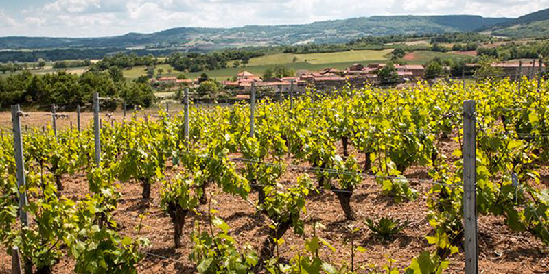 Vigne de vins volcaniques