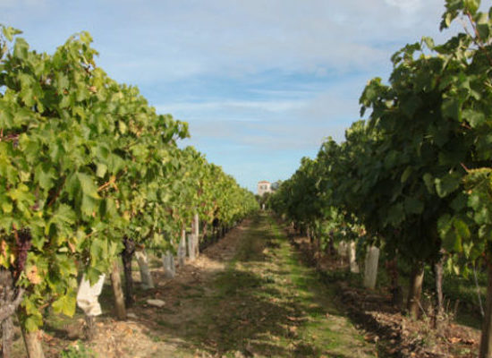 Vignes de Cognac