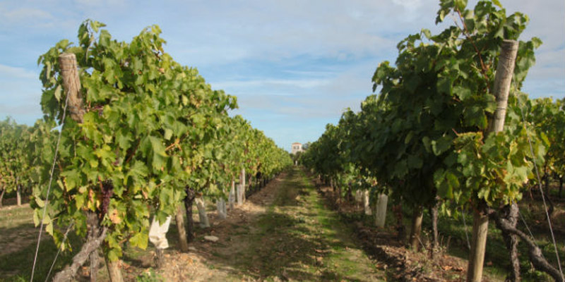 Vignes de Cognac