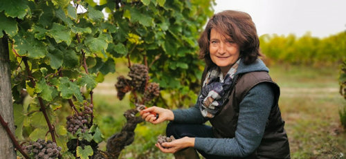 Laure de Lambert Compeyrot face à des grappes botrytisées lors de ses tries d’octobre © JPS